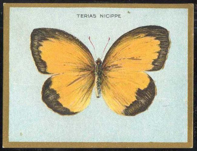 Terias Nicippe